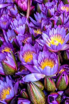 Egyptian blue lotus