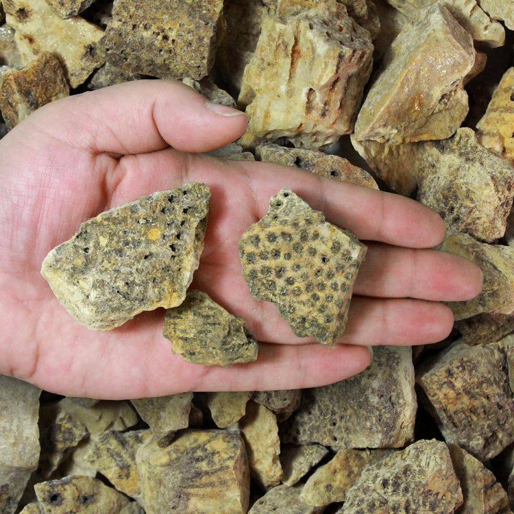 Coral Fossil | Ancestral Wisdom, Evolution