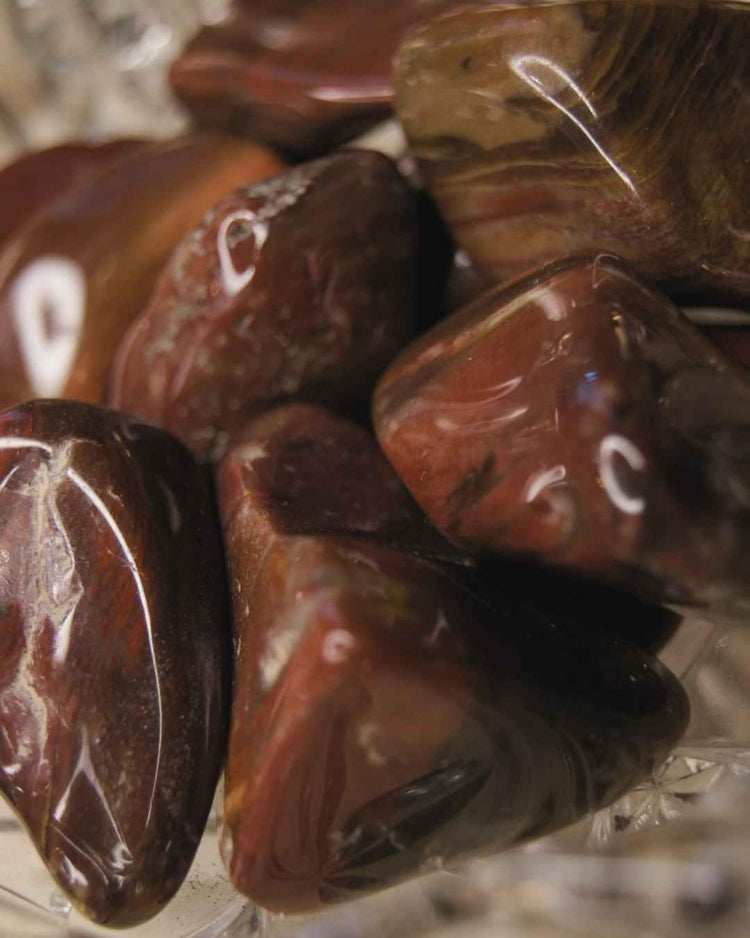 Petrified Wood Tumbled | Patience + Ancient Wisdom