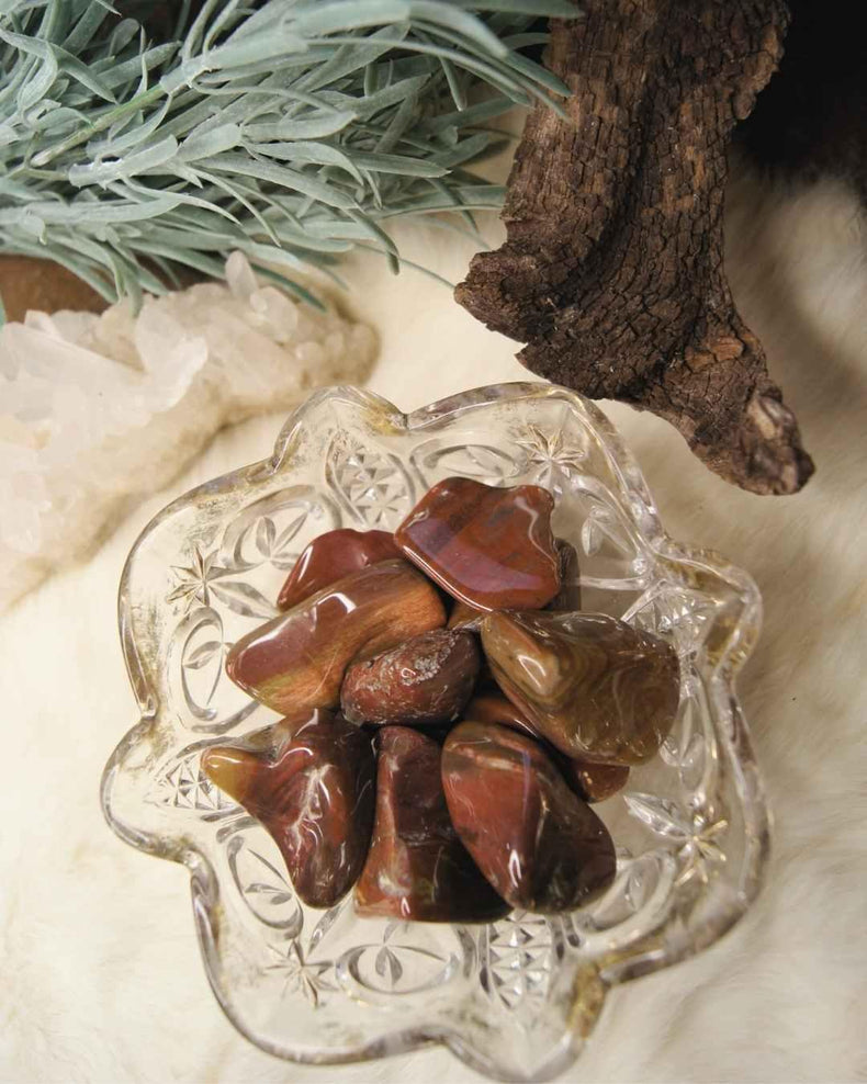 Petrified Wood Tumbled | Patience + Ancient Wisdom
