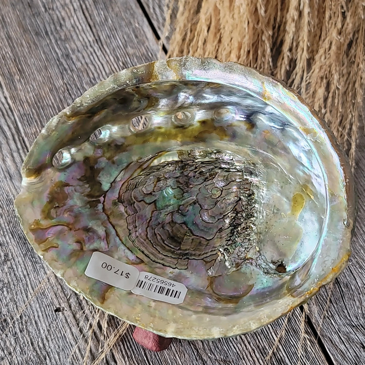 Abalone Shell Mexico