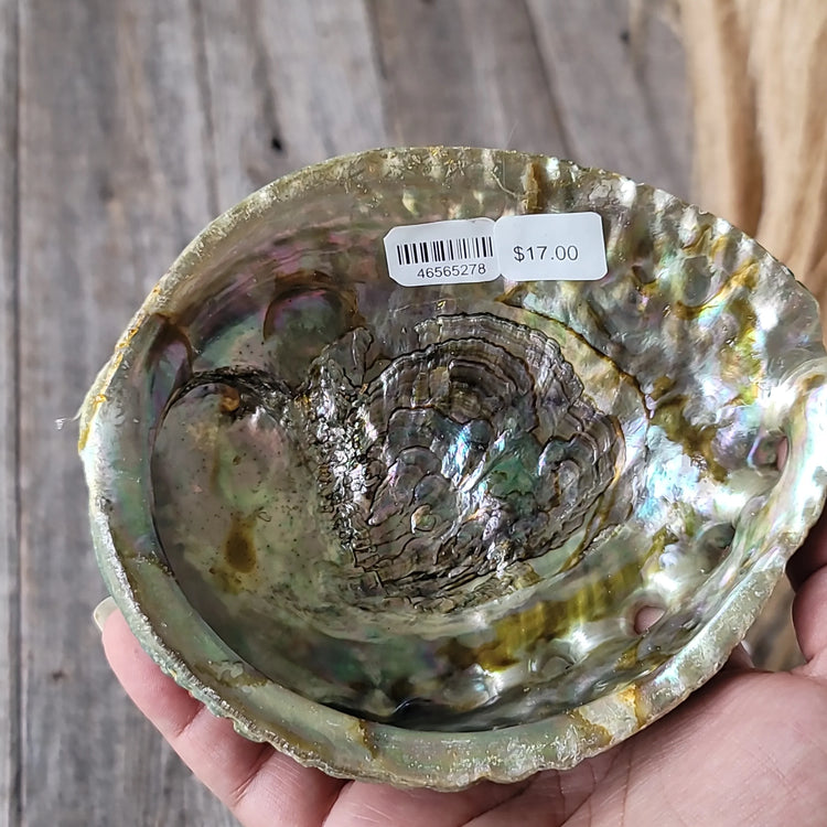Abalone Shell Mexico