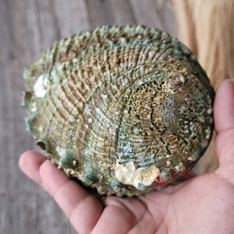 Abalone Shell Mexico