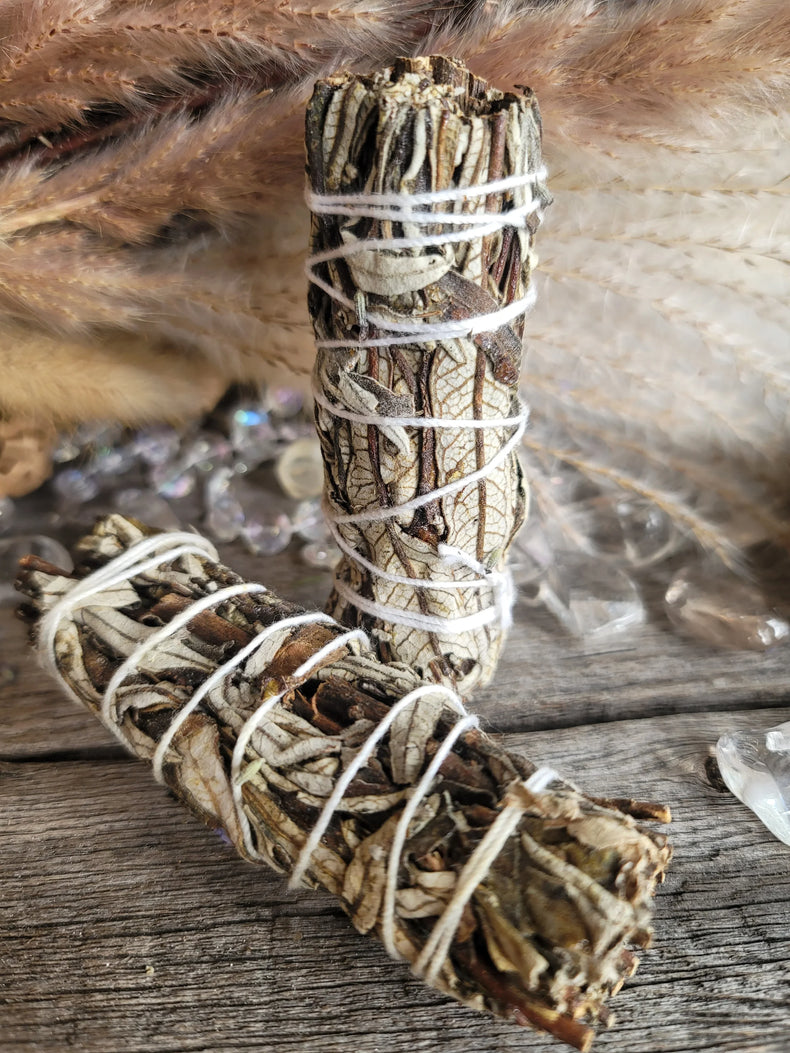 Yerba Santa Bundle 4"