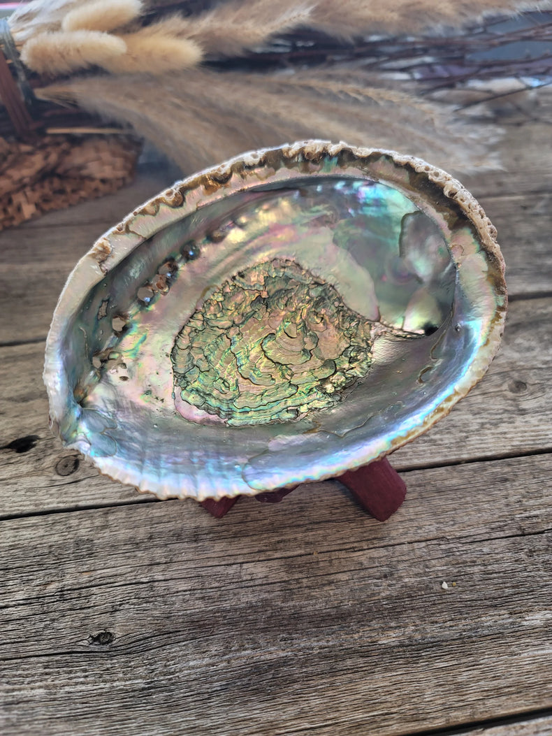 Abalone Shells New Zealand