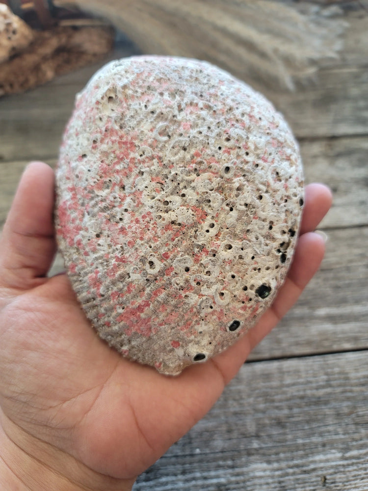 Abalone Shells New Zealand