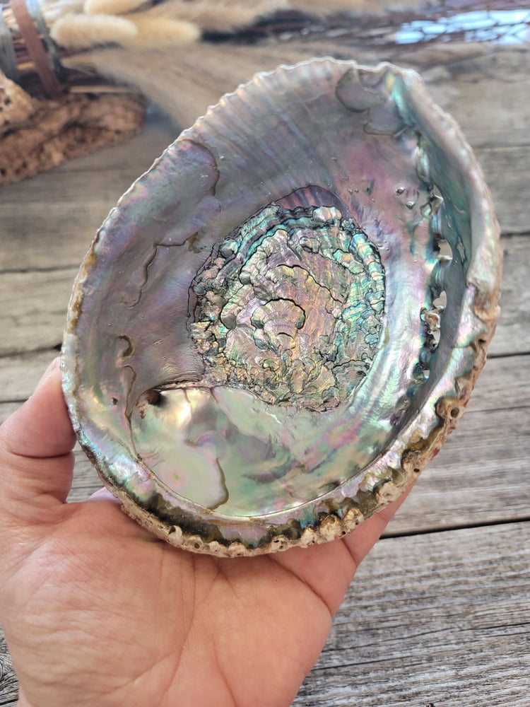 Abalone Shells New Zealand