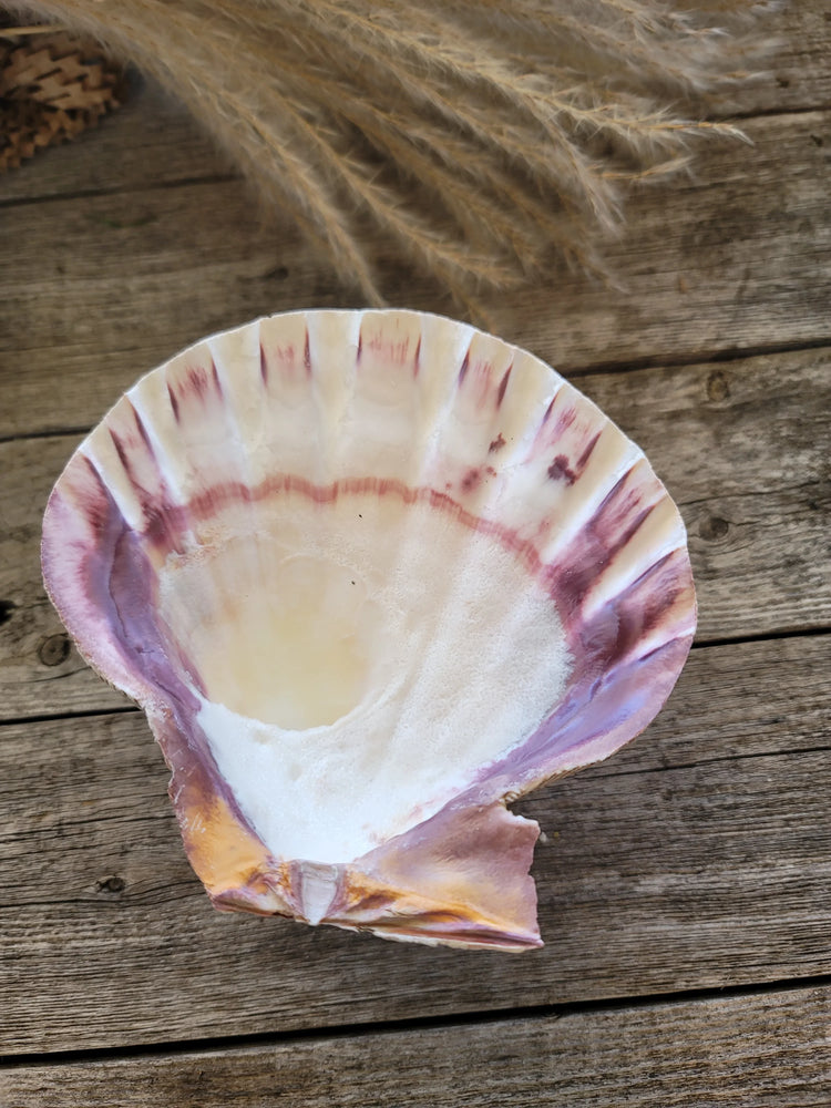 Lion Paw Shell