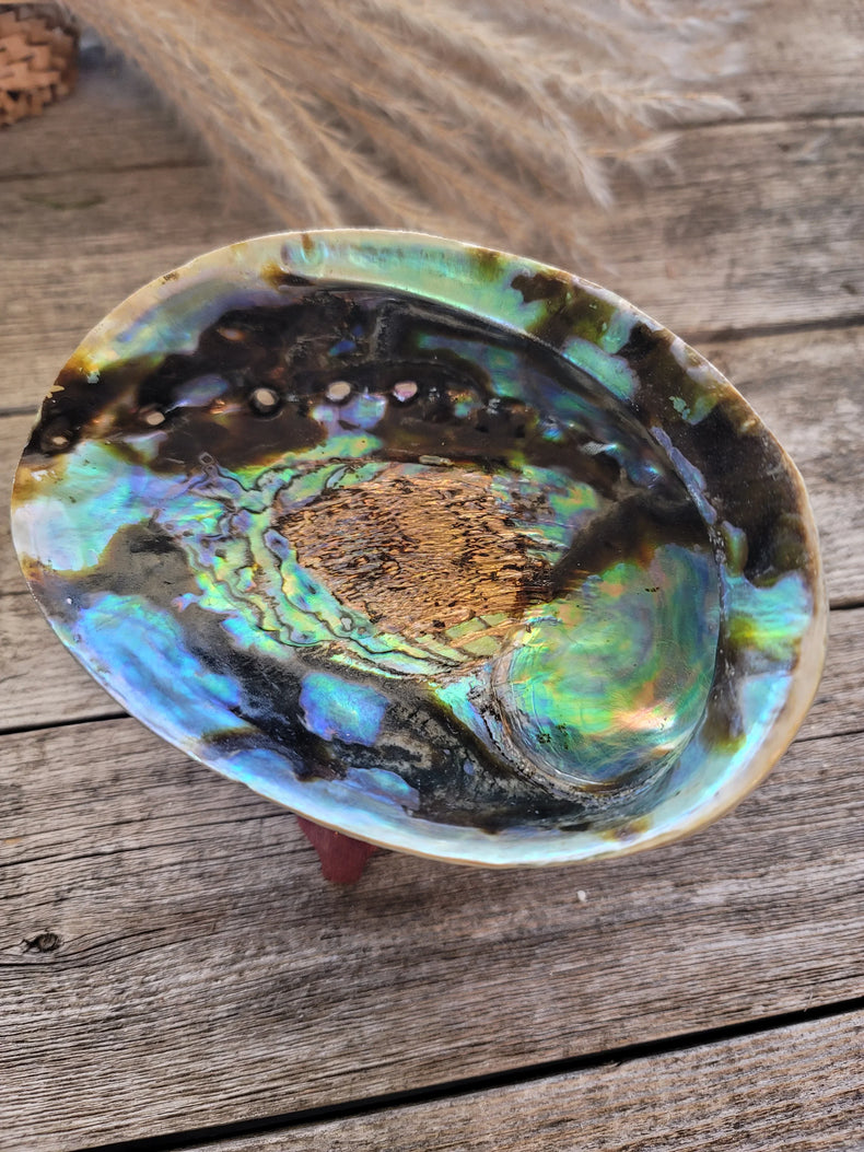 Abalone Shell Mexico