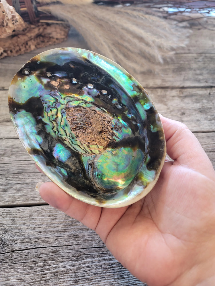 Abalone Shell Mexico