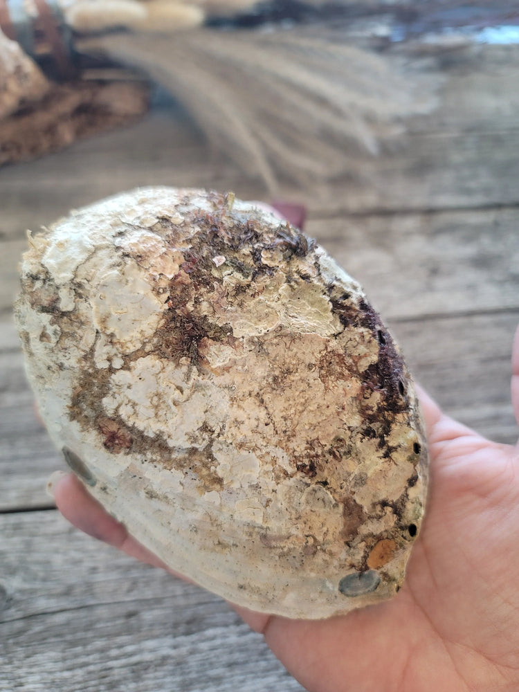 Abalone Shell Mexico