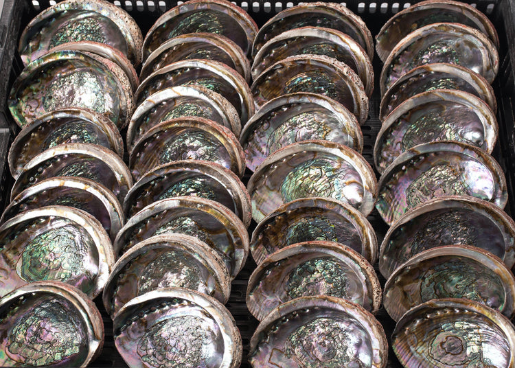 Abalone Shell Mexico