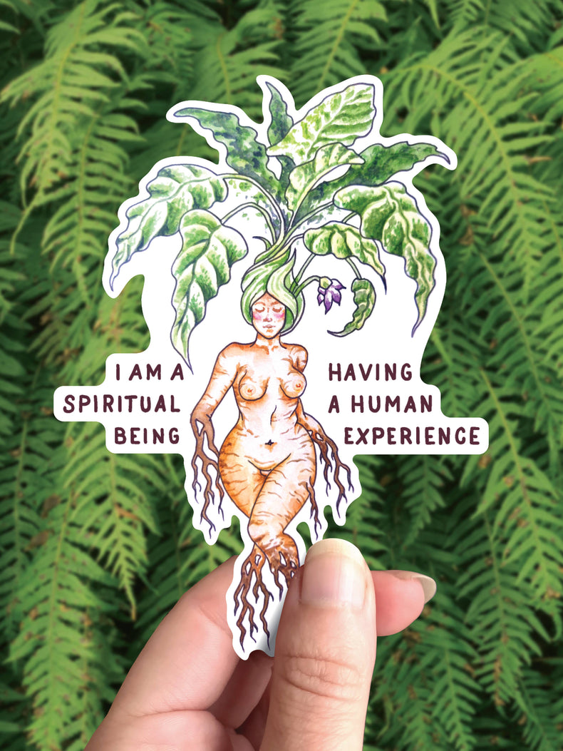 Mandrake Goddess vinyl sticker, a curvy mandrake root woman with the words I am a spiritual being having a human experience