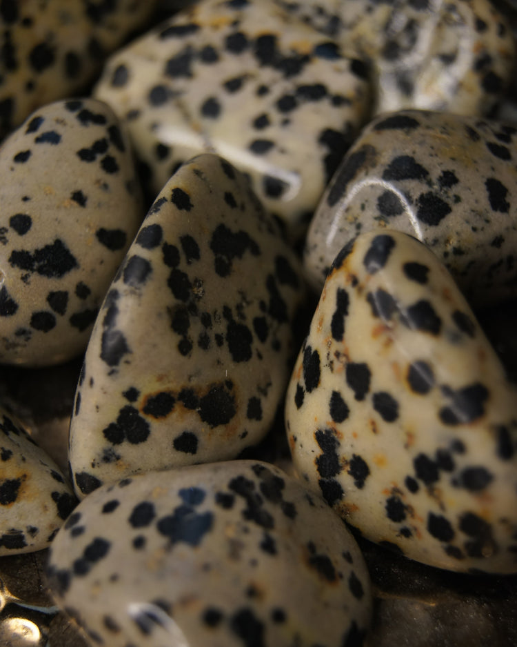 Dalmatian Jasper Tumbled | Joy + Loyalty