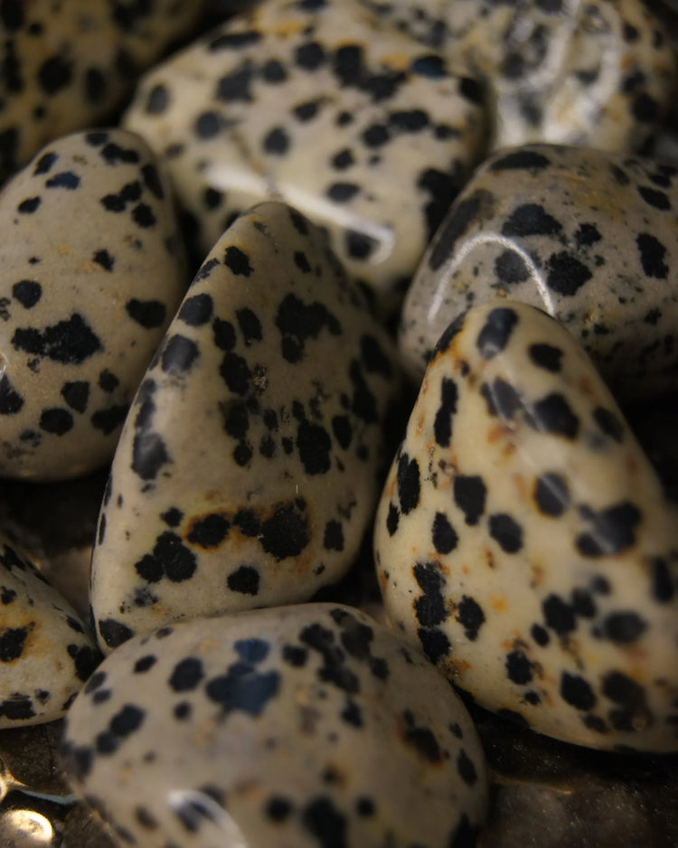 Dalmatian Jasper Tumbled | Joy + Loyalty