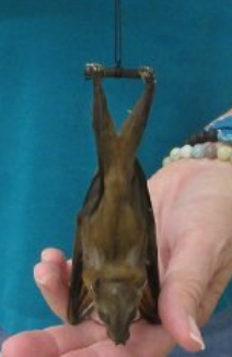 Bat Specimen | Short Nose Cynopterus Brachyotis
