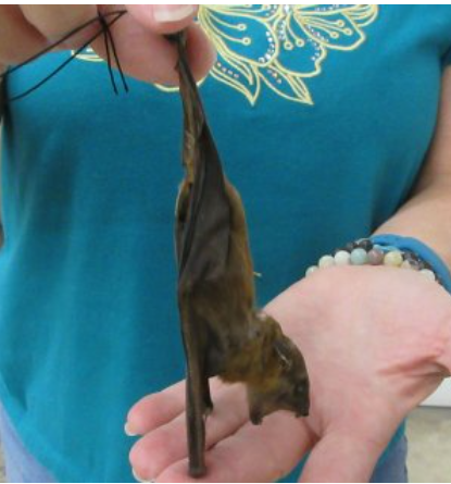 Bat Specimen | Short Nose Cynopterus Brachyotis