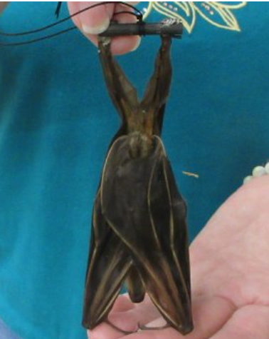 Bat Specimen | Short Nose Cynopterus Brachyotis