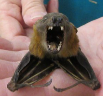 Bat Specimen | Short Nose Cynopterus Brachyotis