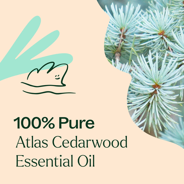 Organic Atlas Cedarwood Essential Oil 10 mL
