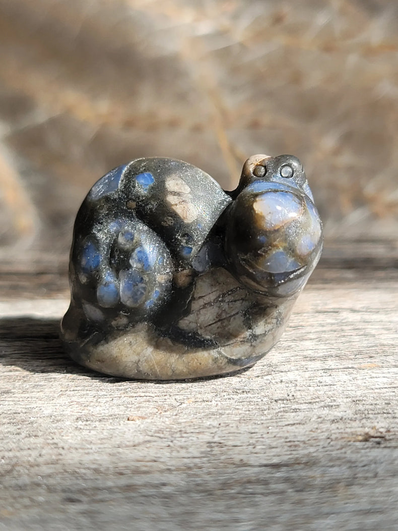 Que Sera Snail