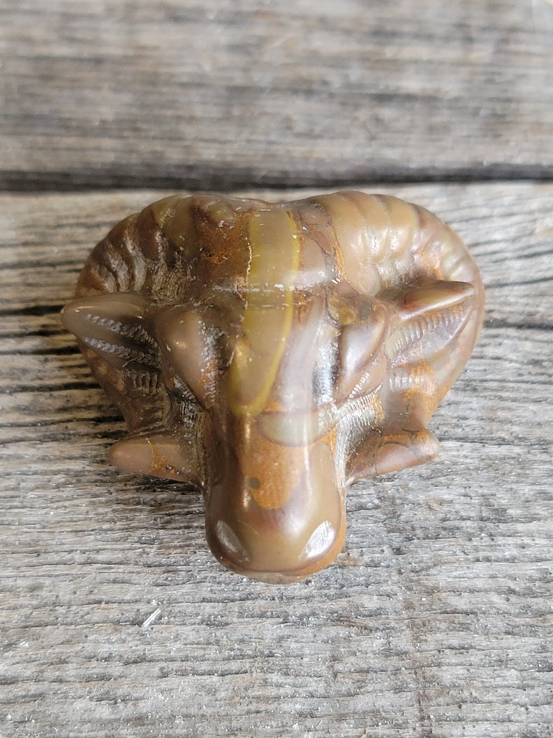 Picture Jasper Ram