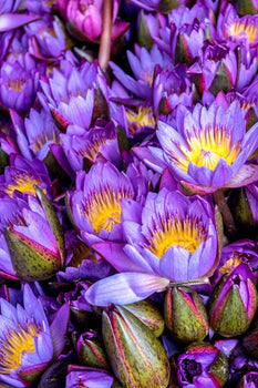 Cluster of vibrant purple and yellow water lilies in full bloom