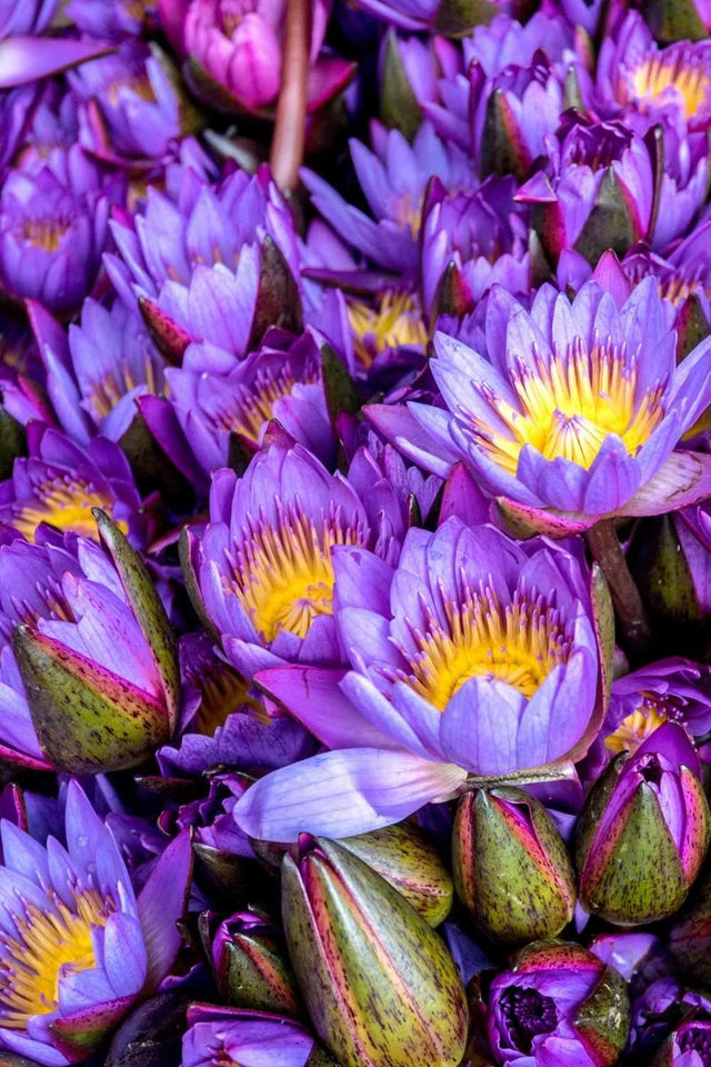 Purple lotus flowers with yellow centers in full bloom