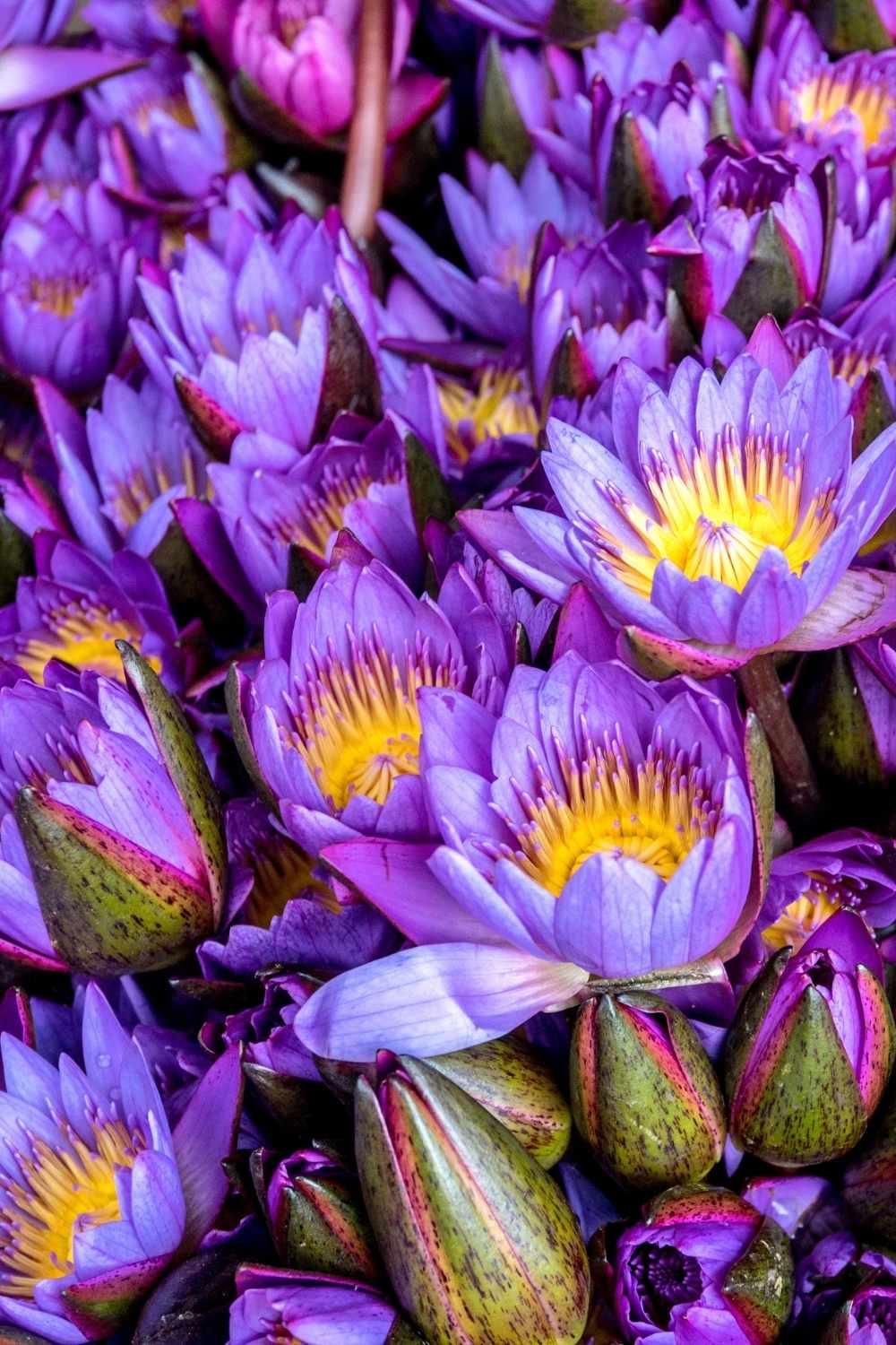 Purple lotus flowers with yellow centers in full bloom