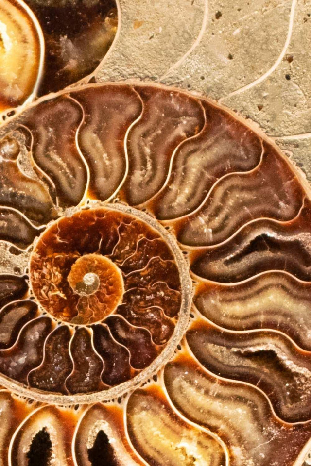 Close-up of brown ammonite fossil crystal spiral, showcasing natural healing stone pattern