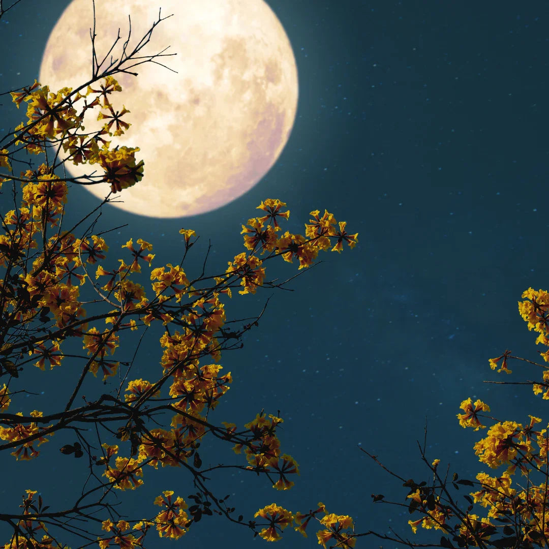 Full moon shining over night sky with yellow flowering tree branches in foreground