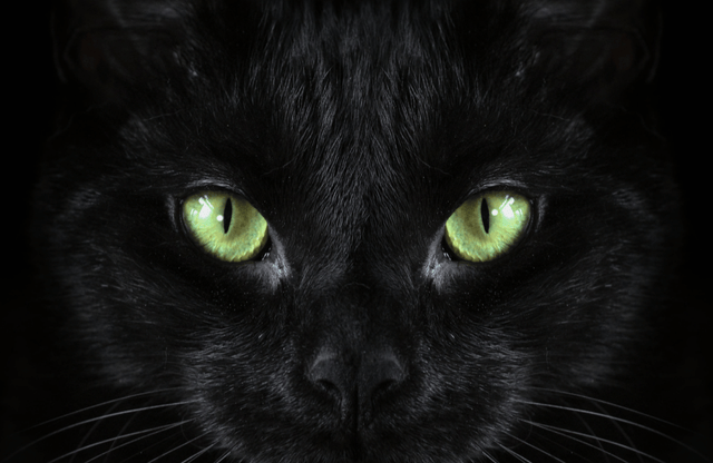 Black cat with green eyes