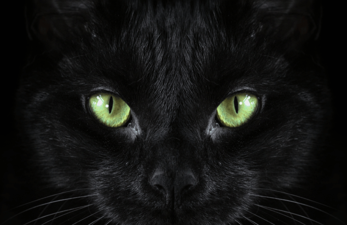 Black cat with green eyes