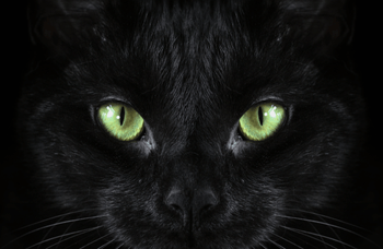 Black cat with green eyes