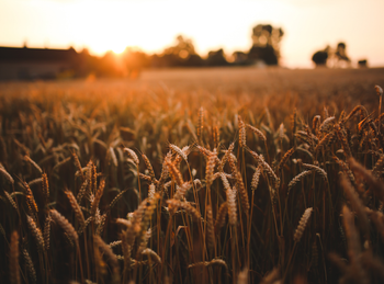 Wheat Field