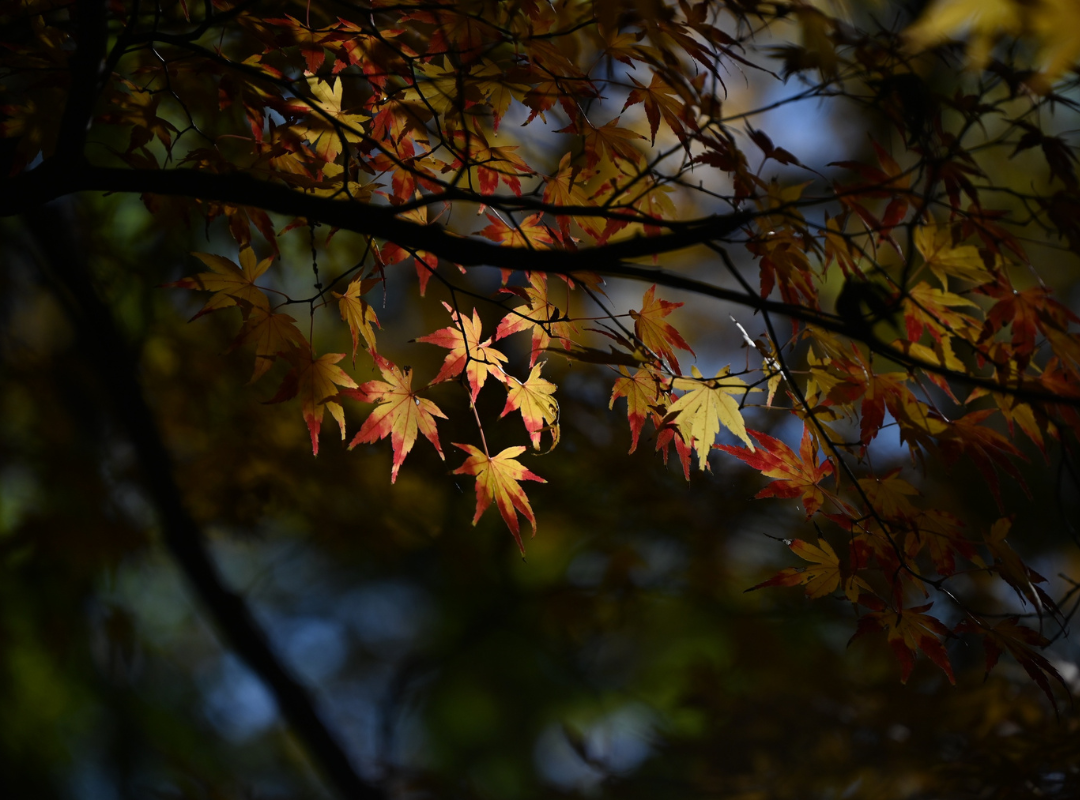 Mabon