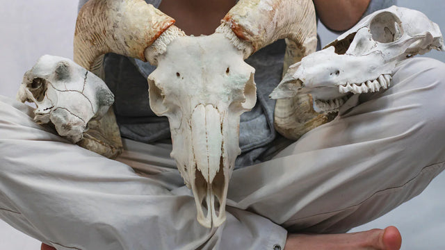 Person holding three animal skulls in lap, including ram skull with spiraled horns.