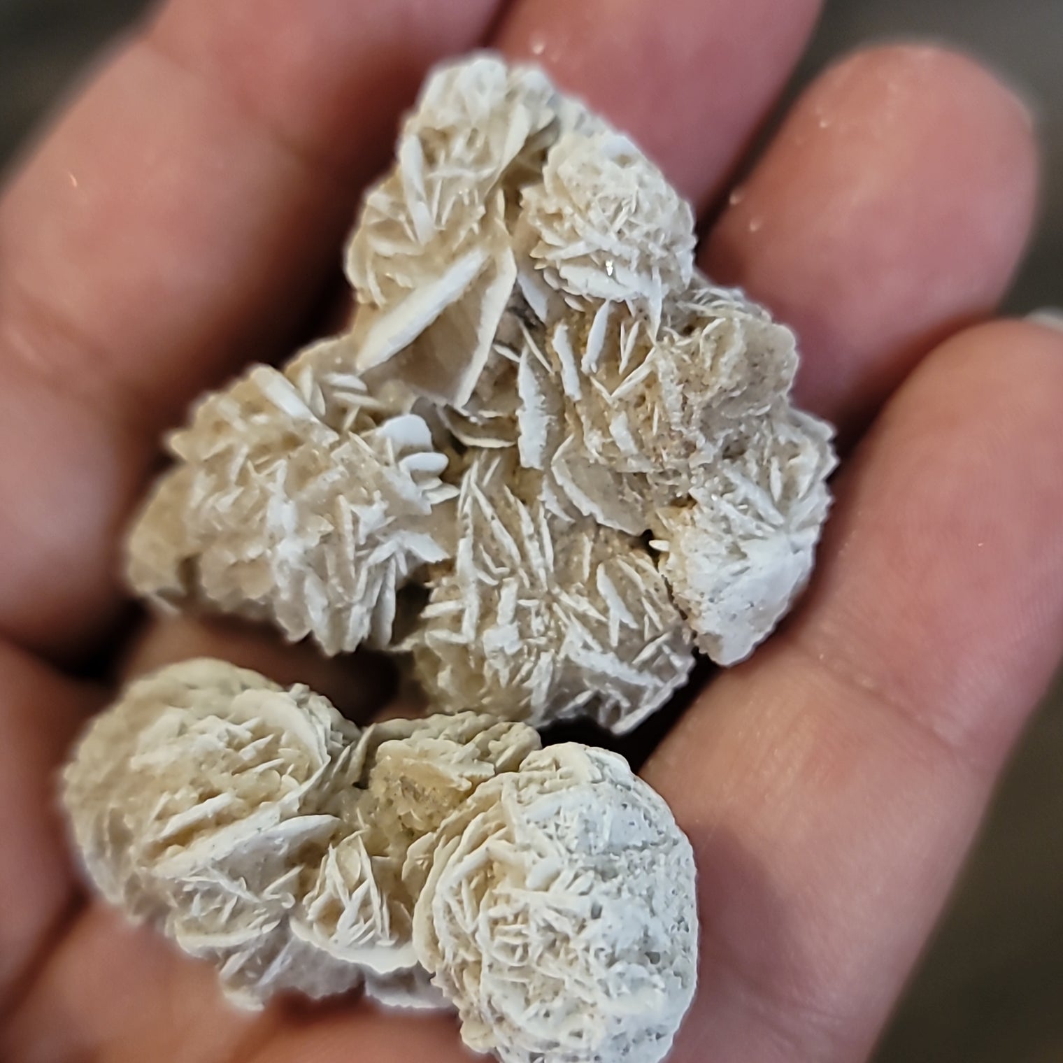 Desert Rose