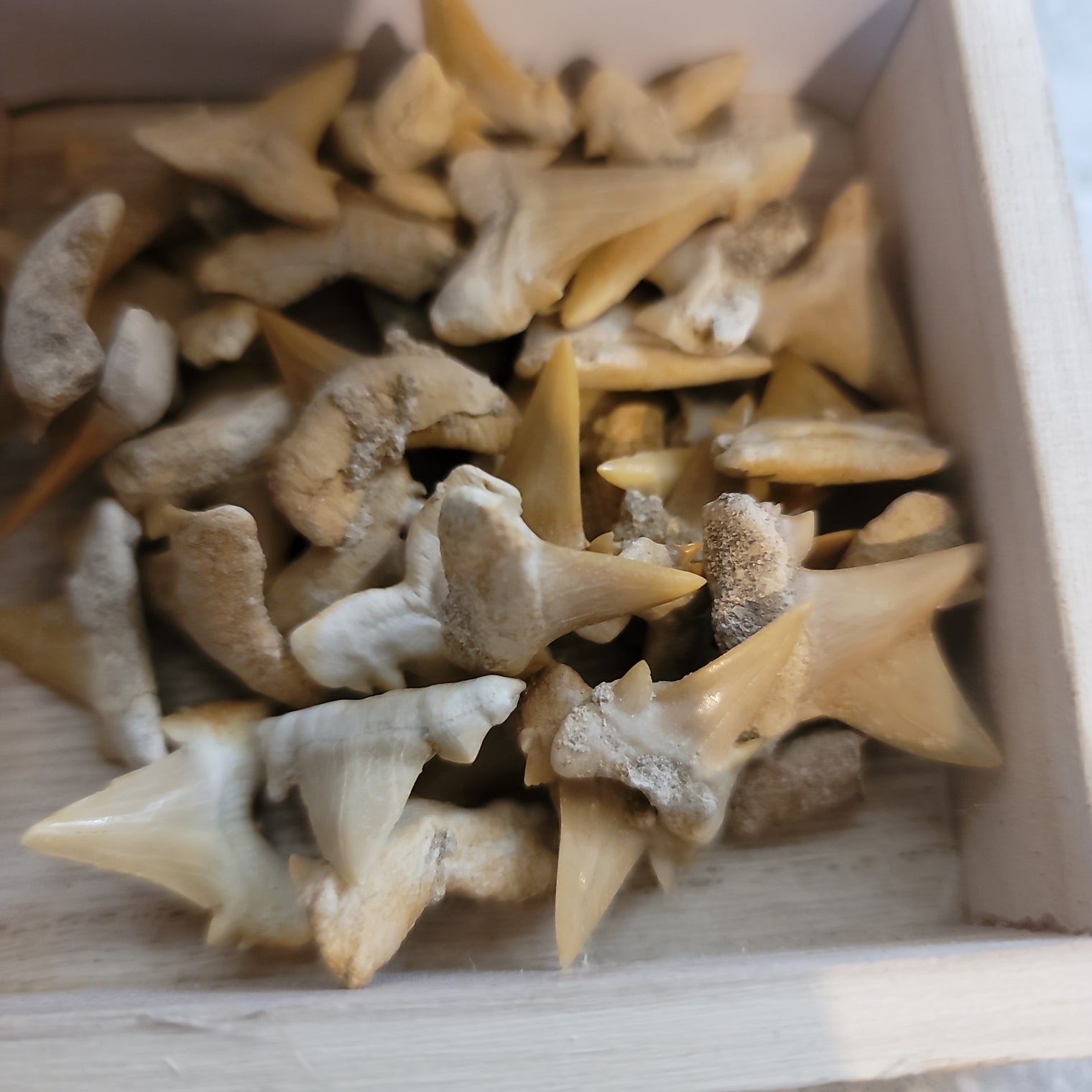 Shark teeth