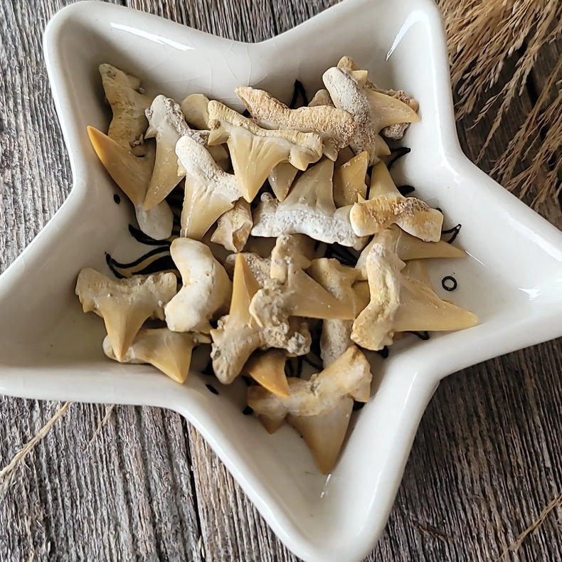Shark teeth