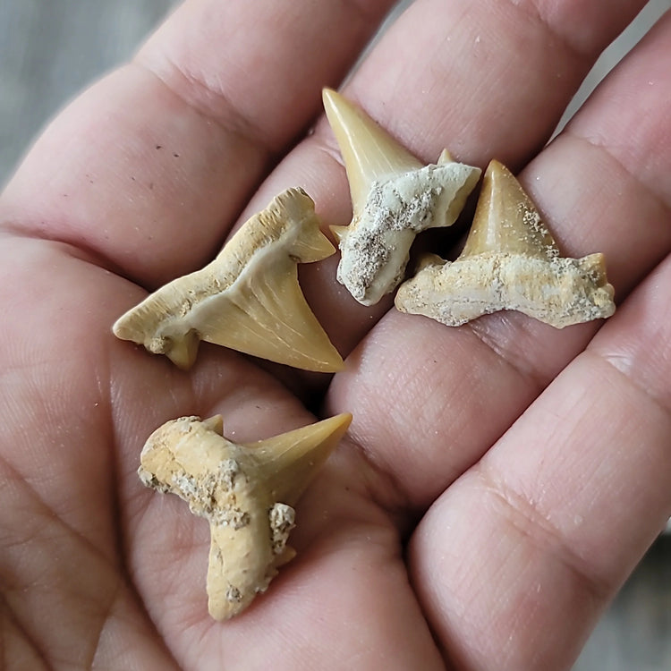 Shark teeth