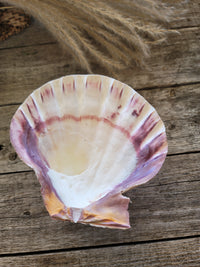 Lion Paw Shell