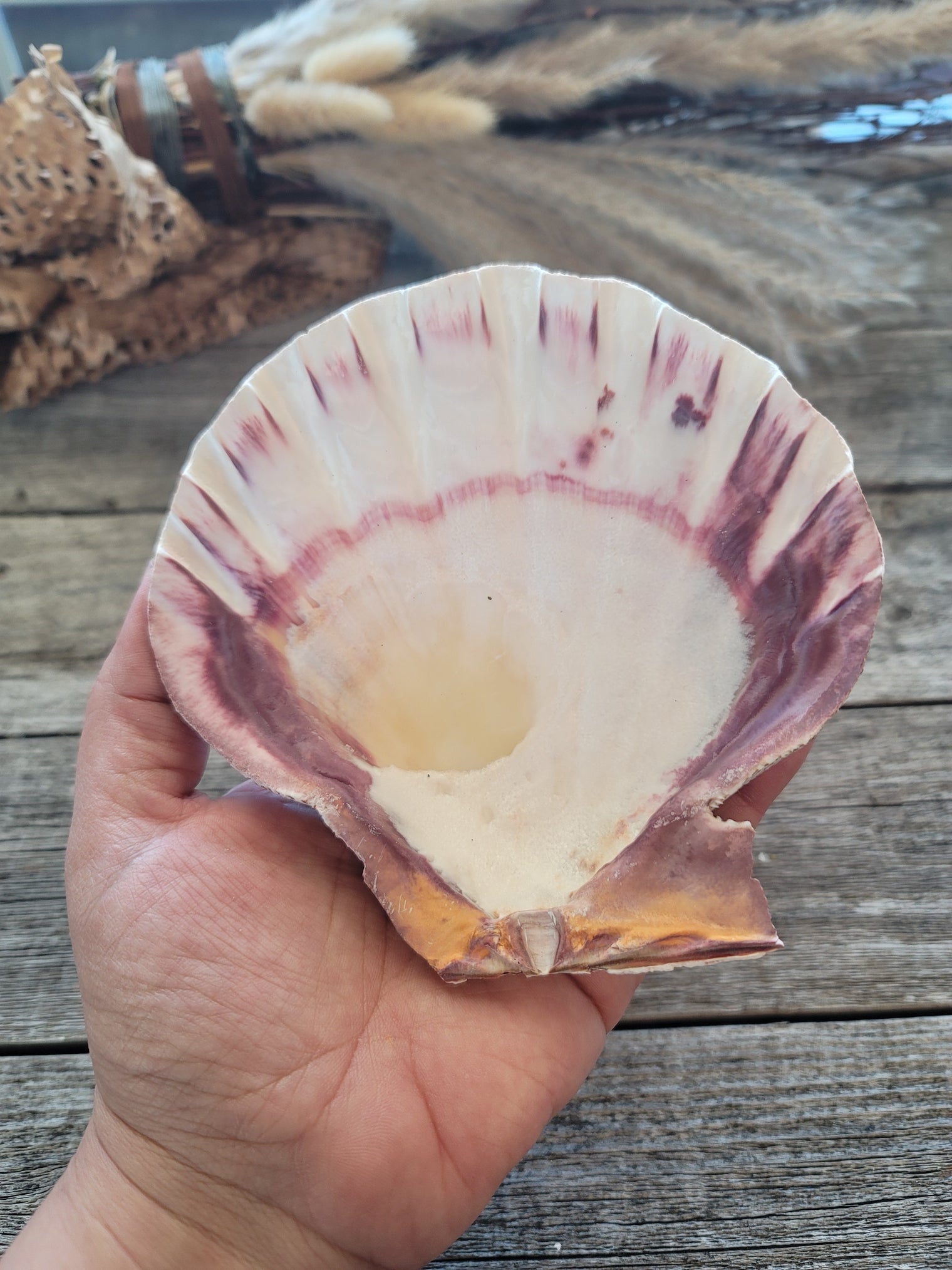 Lion Paw Shell