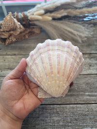Lion Paw Shell