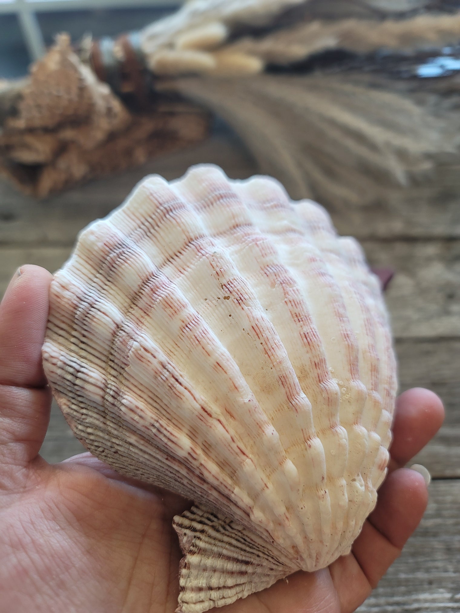 Lion Paw Shell