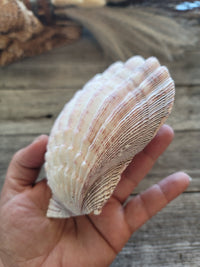 Lion Paw Shell