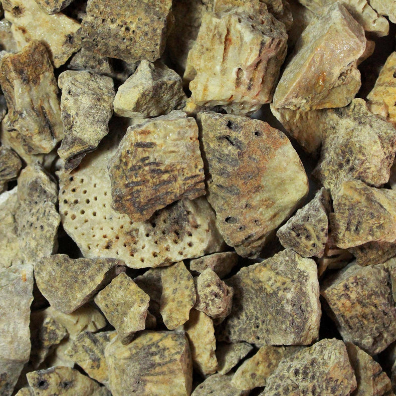 Coral Fossil | Ancestral Wisdom, Evolution