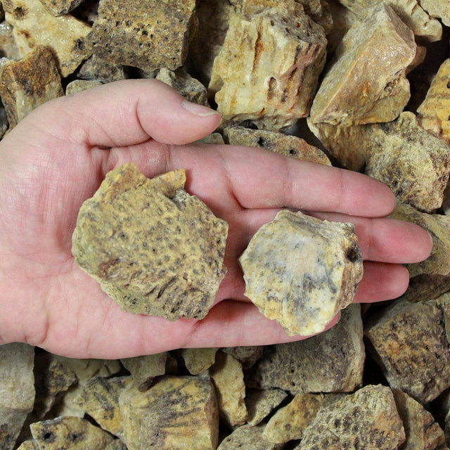 Hand holding rough yellow petrified wood crystals for metaphysical healing