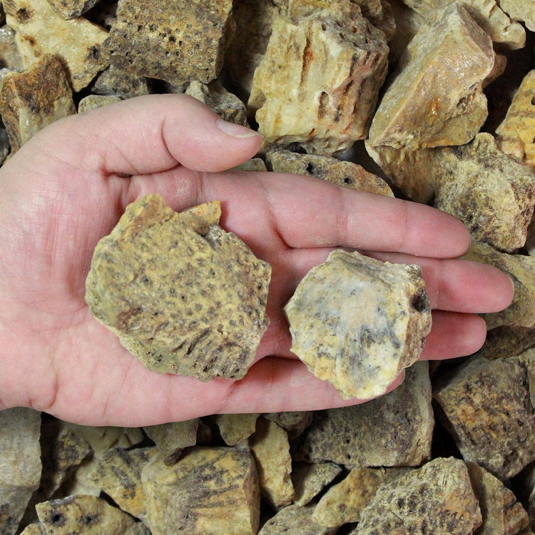 Coral Fossil | Ancestral Wisdom, Evolution