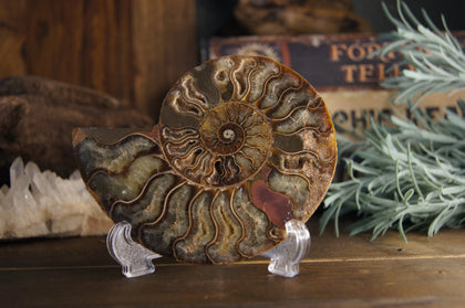 Ammonite